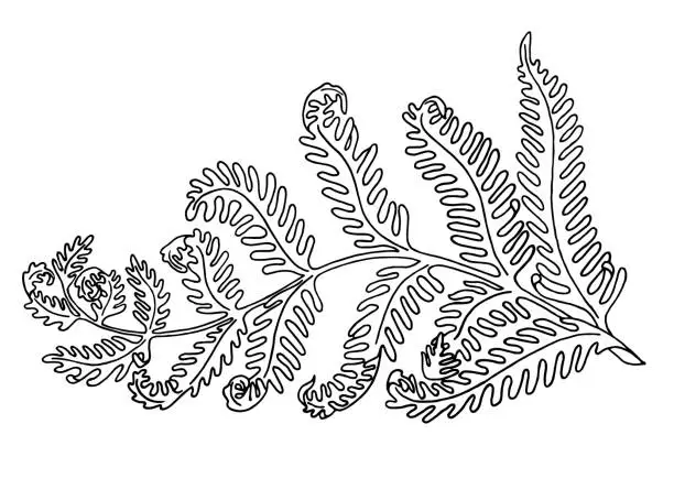 Vector illustration of Hand drawn vector line drawing of a leaf, a branch of a fern.