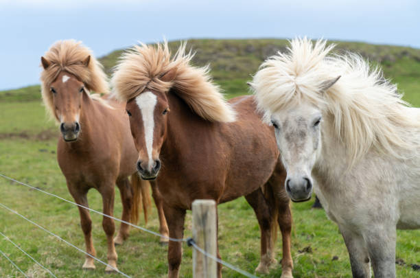 Icelandic horses with long hair on a green field Icelandic horses with long hair. Icelandic horse is a breed of horse developed in Iceland only. akureyri stock pictures, royalty-free photos & images