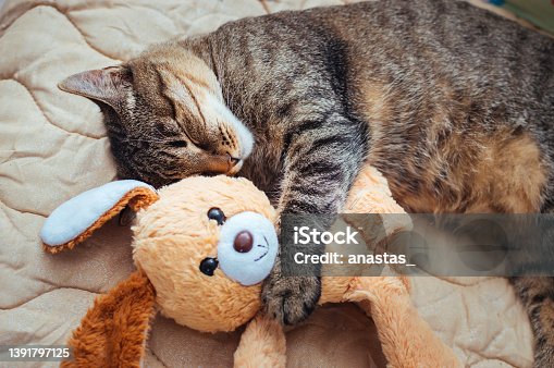 istock Close-up portrait of a sleeping cat on a bed hugging a toy 1391797125
