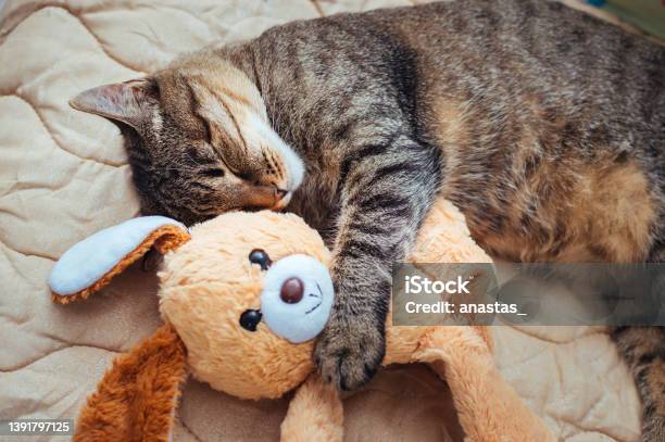 Closeup Portrait Of A Sleeping Cat On A Bed Hugging A Toy Stock Photo - Download Image Now