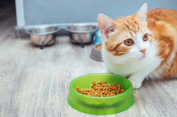 istock Red cat eats dry food from a green bowl on the floor 1391797154
