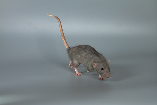 A gray rat runs across a gray background from the studio, an animal rat runs away.