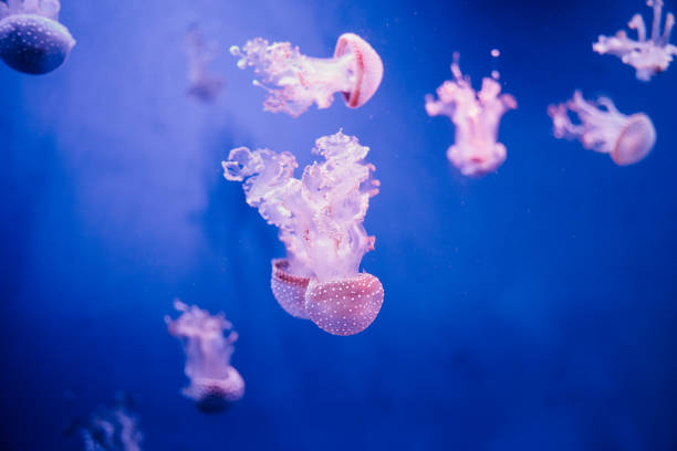 istock Jellyfish underwater. Australian spotted jellyfish floating in deep blue water. 1391799263