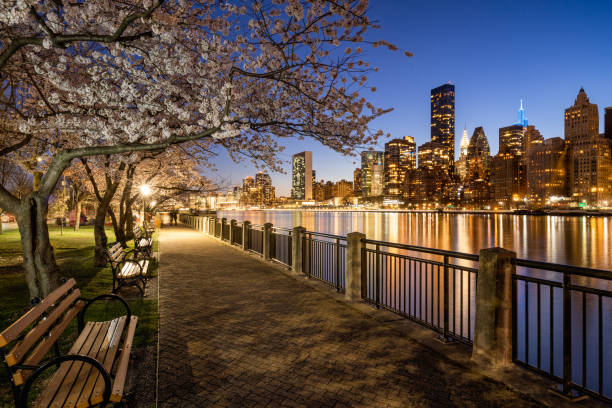 Roosevelt Island view of illuminated Manhattan Midtown East skyscrapers in evening. Blooming Yoshino Cherry trees on the promenade along the East River. New York City, USA Evening Roosevelt Island view of Manhattan Midtown East skyscrapers. Yoshino Cherry trees in bloom on the promenade along the East River. New York City, USA roosevelt island stock pictures, royalty-free photos & images