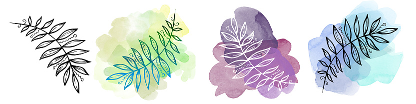 Set tropical Leave on watercolor blot. Provence Illustration. Laurel Leave. Set Illustration on white background