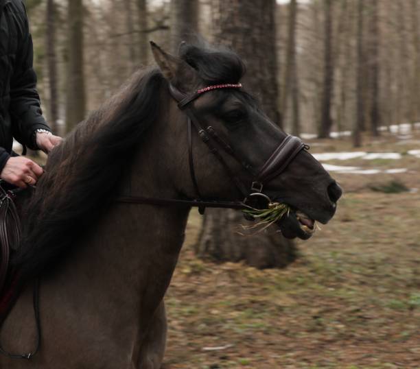 istock A Horse with grass in the teeth 1391802641