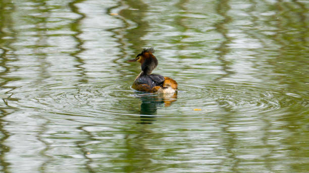 istock Great crested grebe on the green water surface of lake 1391802710