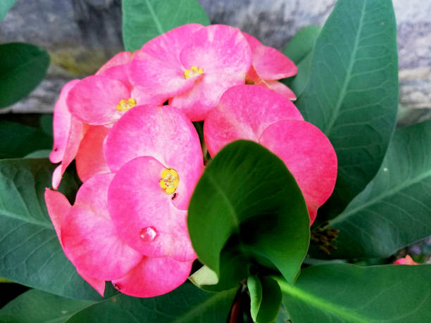 istock Beautiful red,pink flower in close up 1391802845