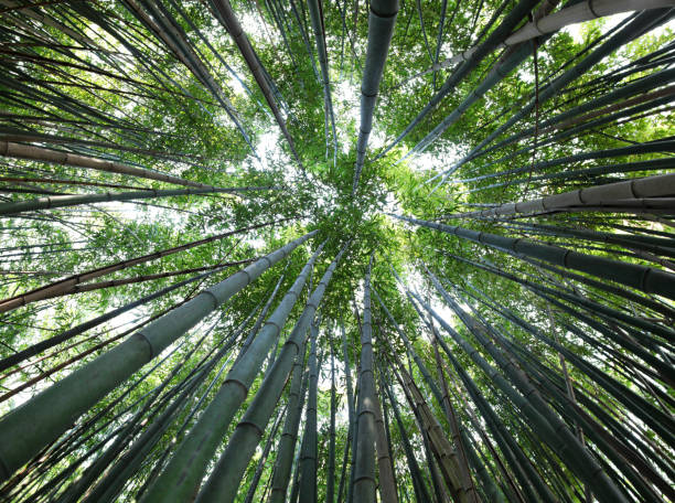 istock Asian forest of tall green bamboo canes viewed from below 1391803032