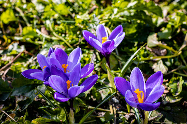 istock blooming flower Crocus purple in a clearing in spring 1391804361