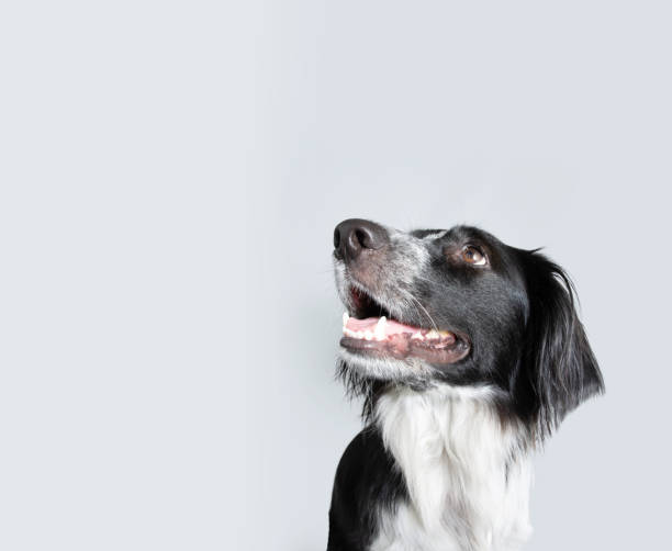 istock Profile concentrate puppy dog looking up. Isolated on grey background 1391804409