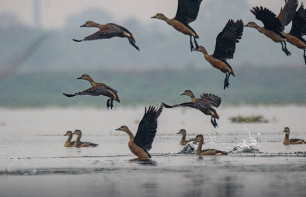 a flock of birds, flying, wings, birds, wildlife, wild, water, landscape, water birds, sea, beauty, seagull stock photo