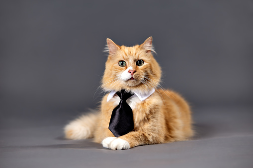 A studio portrait of a male, long-haired orange tabby and white cat with a tuxedo collar and tie on.