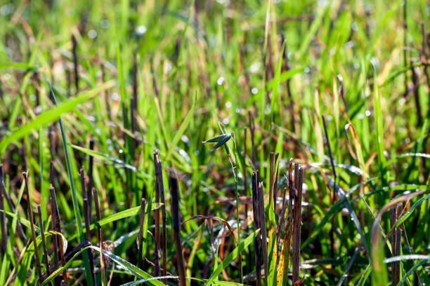 green wheat sprouts in a field with water drops after rain