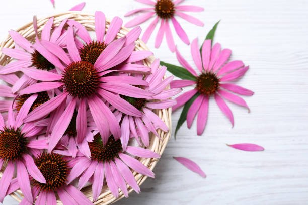 Beautiful echinacea flowers on white wooden table, flat lay