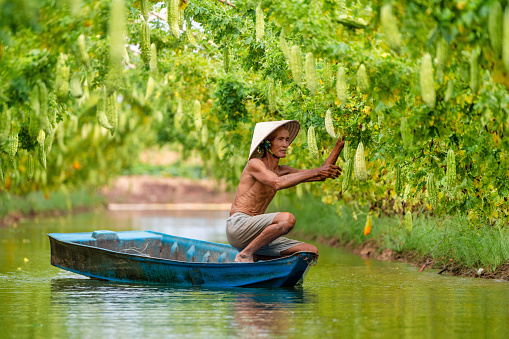 Vietnamese Old Man Harvesting a big bitter gourd or bitter cucumber hanging grown on wooden fence in a farm at sunny. Green background photo