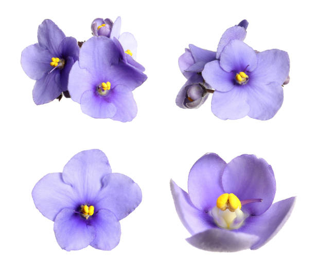 istock Set with beautiful violet flowers on white background 1391810856