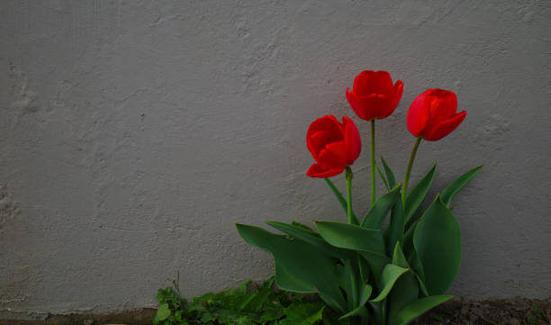 세 개의 빨간 튤립이 뒤의 벽과 좋은 대조를 이룬다. - growth tulip cultivated three objects 뉴스 사진 이미지