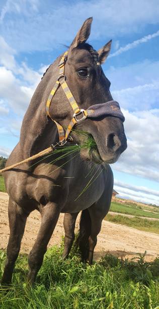 istock The horse is grazing 1391810989