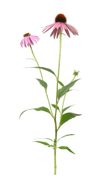 istock Beautiful blooming echinacea plant on white background 1391811046