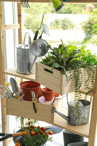 Beautiful plants and gardening tools on rack indoors