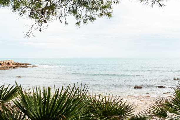 View of a mediterranean beach through a natural frame of palm leaves and pine branches.
