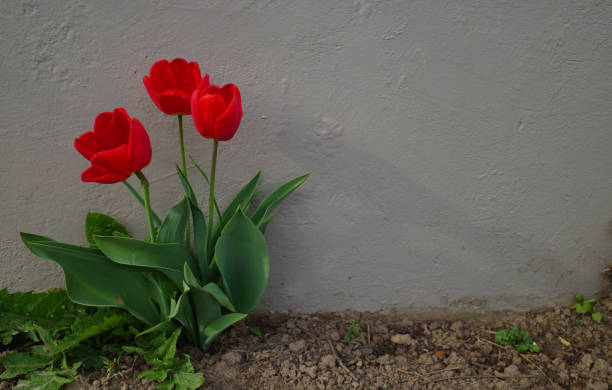 tres tulipanes rojos forman un bonito contraste con la pared detrás - growth tulip cultivated three objects fotografías e imágenes de stock