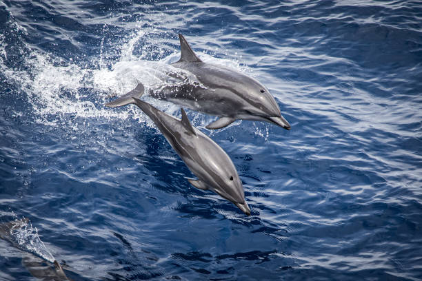 istock Wild dolphins jumping out of the ocean 1391812314