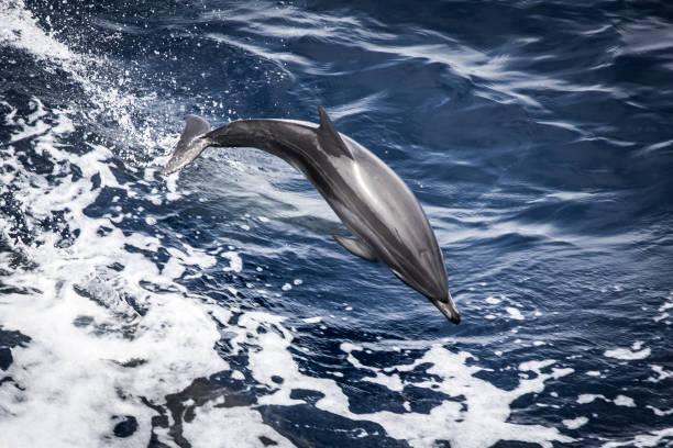 istock Wild dolphins jumping out of the ocean 1391812315