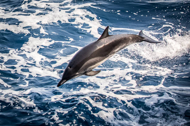 istock Wild dolphins jumping out of the ocean 1391812371