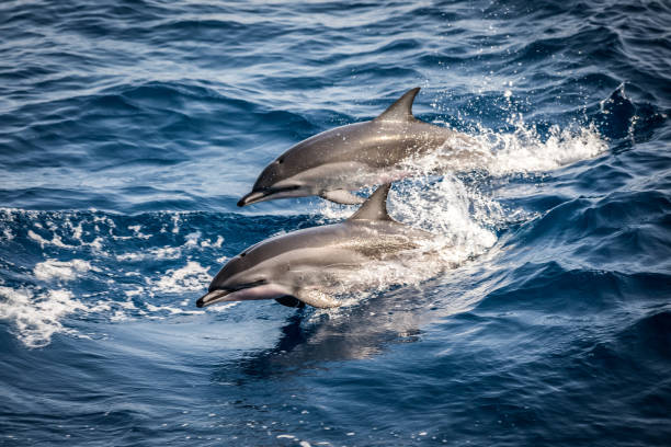 istock Wild dolphins jumping out of the ocean 1391812387