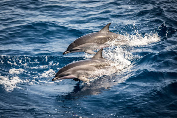 dzikie delfiny wyskakujące z oceanu - two dolphins zdjęcia i obrazy z banku zdjęć