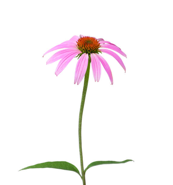 istock Beautiful blooming echinacea flower isolated on white 1391812416