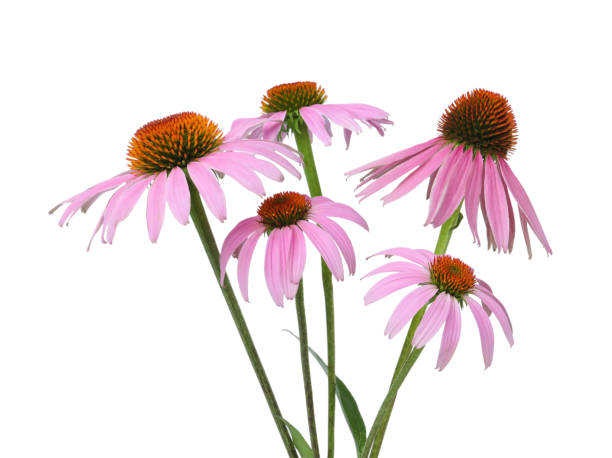 istock Beautiful blooming echinacea flowers isolated on white 1391813264