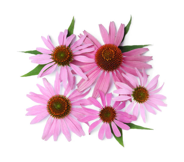 istock Beautiful blooming echinacea flowers with leaves on white background, top view 1391813385