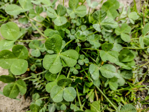 istock clover in the spring in Romania 1391814400