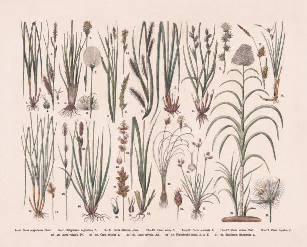 Sedges family (Cyperaceae), hand-colored wood engraving, published in 1887 Sedges family (Cyperaceae): 1-4) Carex michelii (or Carex ampullacea); 5-8) Hare's-tail cottongrass (Eriophorum vaginatum); 9-11) Wood-sedge (Carex sylvatica); 12-13) Acute sedge (Carex acuta); 14-15) Rough sedge (Carex muricata); 16-17) Great Plains sedge (Carex melanostachya, or Carex nutans); 18-19) Oval sedge (Carex leporina); 20-22) Black sedge (Carex nigra, or Carex vulgaris); 23-28) True fox sedge (Carex vulpina); 29-30) Crooked sedge (Carex curvula); 31-33) Annual Fimbry (Fimbristylis annua); 34-35) Sugarcane (Saccharum officinarum). Hand-colored wood engraving, published in 1887. carex nigra stock illustrations