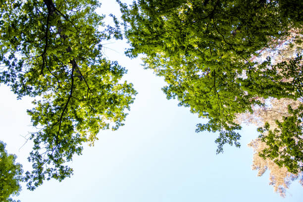View from below of the sky and trees