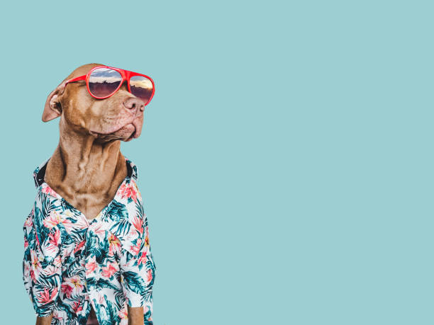 adorable et joli chiot brun dans une chemise hawaïenne - top dog photos et images de collection
