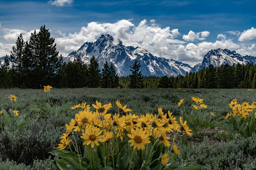 View of landscape of Tetons with yellow black-eyed Susan flowers in the foreground and Teton peaks in the background in Grand Teton National Park, Wyoming in western United States of America (USA).