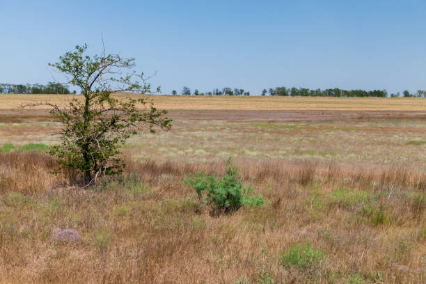 istock Crimean steppe, summer landscape photo 1391820160