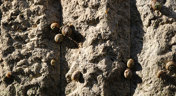 snails stuck to a rock wall with cracks - urban spring scene