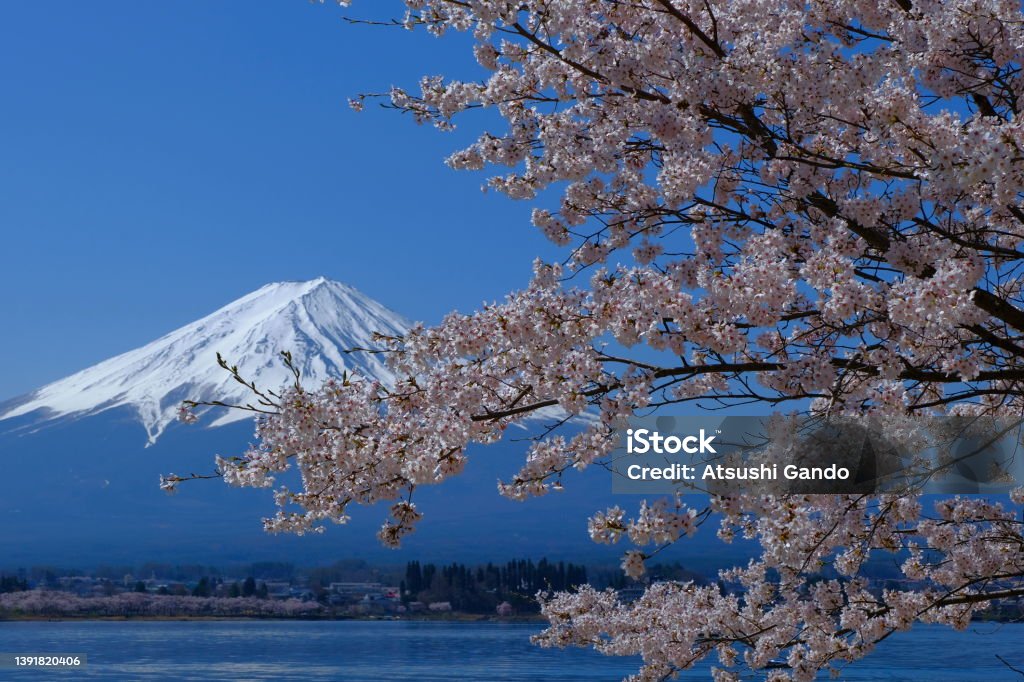 Cherry Blossoms And Mt. Fuji from Lake Kawaguchi Cherry Blossoms And Mt. Fuji from Oishi area in Lake Kawaguchi 2022 Stock Photo