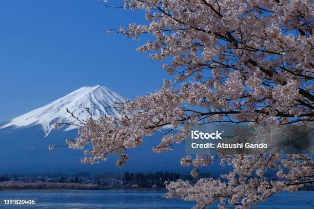Cherry Blossoms And Mt Fuji From Lake Kawaguchi Stock Photo - Download Image Now - 2022, April, Blue