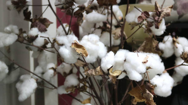 istock white cotton plant seen from close up with branches and decorative home background 1391820416