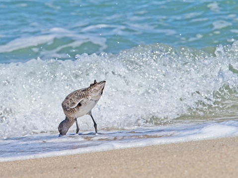 A juvenile common Sandpiper forages on the beach at the Canaveral National Seashore. The bird looking for food in the surf zone closes its eyes as it plunges its beak into the sand.