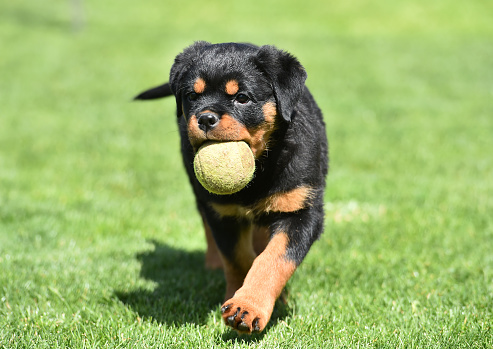A young rottweiler