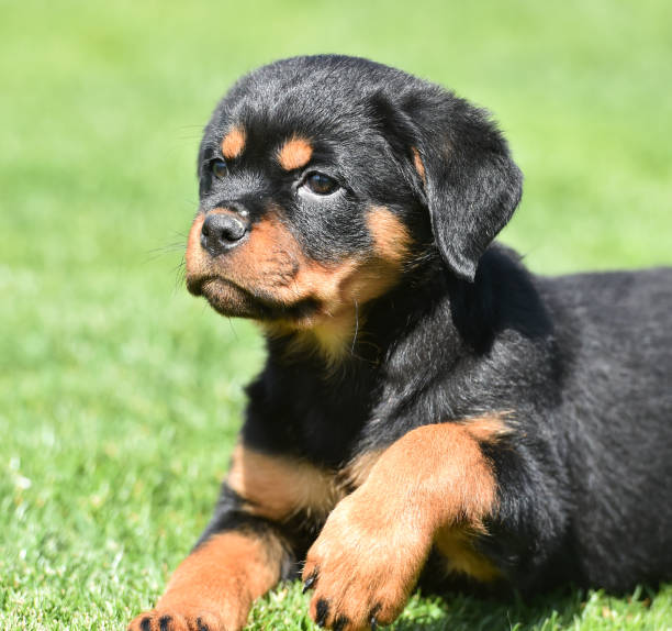 istock A puppy rottweiler dog 1391822392