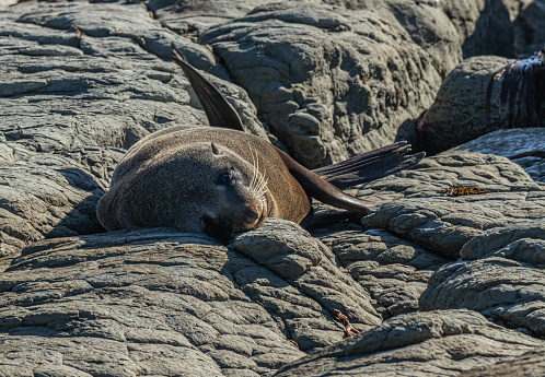 A New Zealand fur seal (Arctocephalus forsteri) lies on the rock platform off Point Kean in Kaikoura. The external ear-flap can be clearly seen. The seal has one front flipper resting on the rocks, as it raises the rear flipper. It is camoflagued by the colour of the fur so easily missed when lying still.