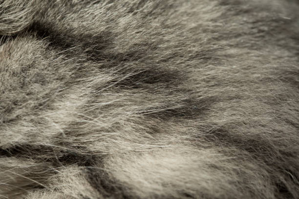 background, texture of cat fluffy fur for designers. close-up fragment